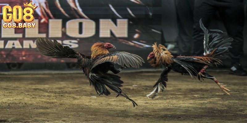 Các cách xem lối đá của gà