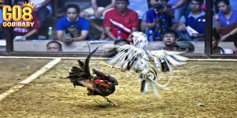 Các loại hình cược đá gà