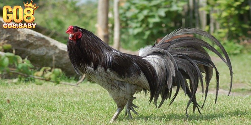 Danh sách dòng gà nên biết