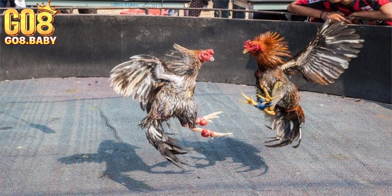 Hướng dẫn chi tiết cách xem