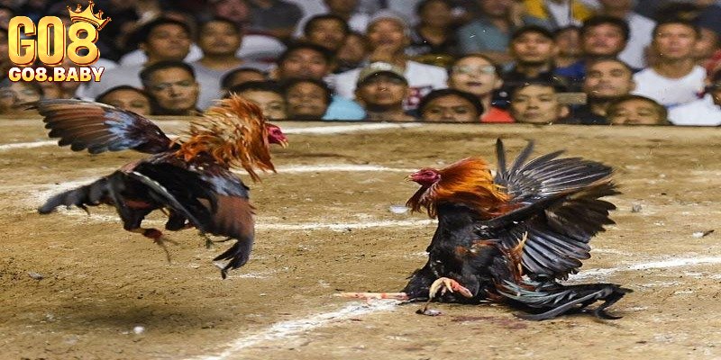 Mẹo chơi đá gà trực tuyến bất bại