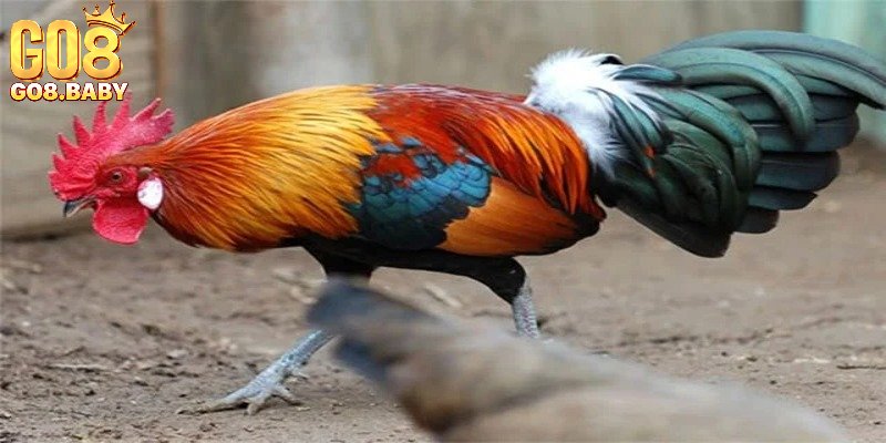 Tiêu chí đánh giá cơ bản