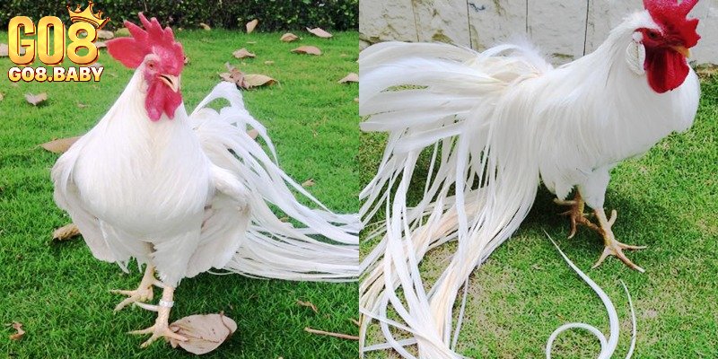 Tìm hiểu dòng gà đẹp nhất Việt Nam