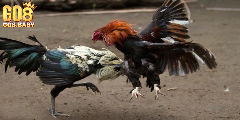 Tìm hiểu lối đá của gà