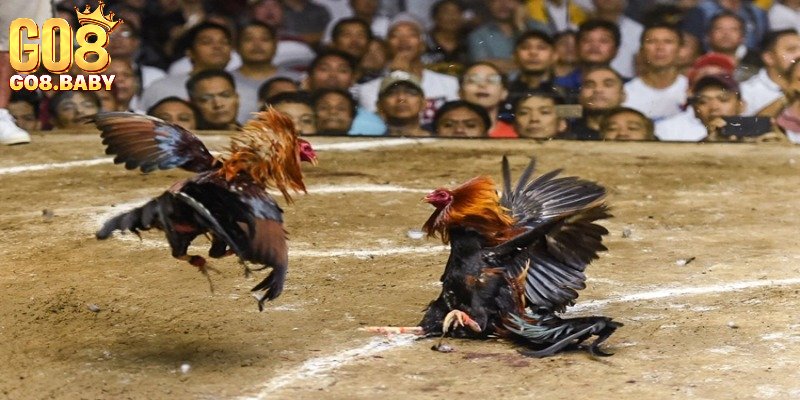 Tổng quan sảnh đá gà Go8