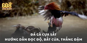 Đá gà cựa sắt